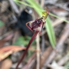 Chiloglottis reflexa at Paddys River, ACT - 7 Feb 2022