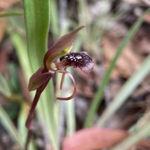 Chiloglottis reflexa at Paddys River, ACT - 7 Feb 2022