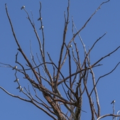 Petrochelidon nigricans (Tree Martin) at Cavan, NSW - 5 Feb 2022 by trevsci