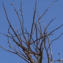 Petrochelidon nigricans (Tree Martin) at Cavan, NSW - 6 Feb 2022 by trevsci