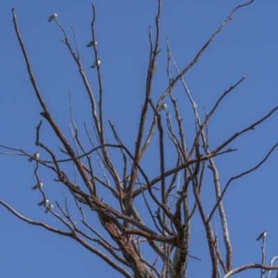 Petrochelidon nigricans (Tree Martin) at Cavan, NSW - 5 Feb 2022 by trevsci
