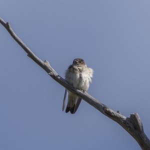 Petrochelidon nigricans at Cavan, NSW - 6 Feb 2022