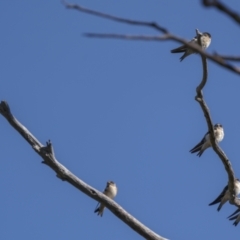 Petrochelidon nigricans at Cavan, NSW - 6 Feb 2022
