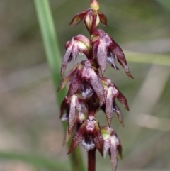 Corunastylis woollsii (Dark Midge Orchid) at Jerrawangala National Park - 7 Feb 2022 by AnneG1