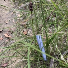 Corunastylis woollsii at Jerrawangala, NSW - suppressed