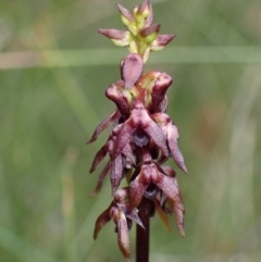 Corunastylis woollsii (Dark Midge Orchid) at Jerrawangala National Park - 7 Feb 2022 by AnneG1