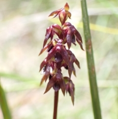 Corunastylis woollsii at Jerrawangala, NSW - suppressed