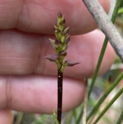 Corunastylis woollsii at Jerrawangala, NSW - suppressed