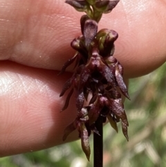 Corunastylis woollsii at Jerrawangala, NSW - 7 Feb 2022