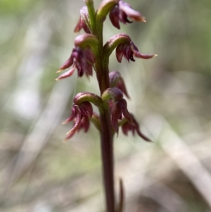 Corunastylis nuda at Cotter River, ACT - 7 Feb 2022