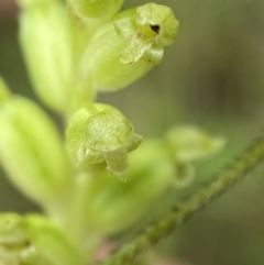 Microtis parviflora (Slender Onion Orchid) at Cotter River, ACT - 7 Feb 2022 by AJB