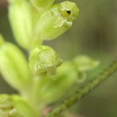 Microtis parviflora (Slender Onion Orchid) at Cotter River, ACT - 7 Feb 2022 by AJB