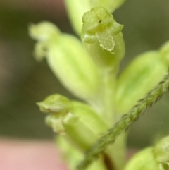 Microtis parviflora at Cotter River, ACT - suppressed