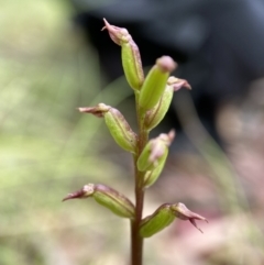 Corunastylis nuda (Tiny Midge Orchid) at Tennent, ACT - 7 Feb 2022 by AJB