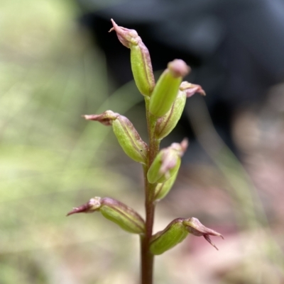 Genoplesium nudum (Tiny Midge Orchid) at Tennent, ACT - 7 Feb 2022 by AJB