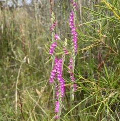 Spiranthes australis (Austral Ladies Tresses) at Gibraltar Pines - 6 Feb 2022 by AJB