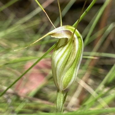 Diplodium fischii (Fisch's greenhood) at Tennent, ACT - 7 Feb 2022 by AJB