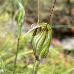 Diplodium fischii (Fisch's greenhood) at Tennent, ACT - 7 Feb 2022 by AJB