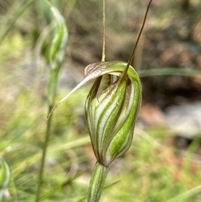 Diplodium fischii (Fisch's greenhood) at Tennent, ACT - 7 Feb 2022 by AJB