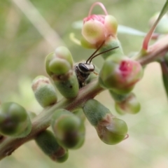 Lipotriches sp. (genus) (Halictid bee) at Murrumbateman, NSW - 6 Feb 2022 by SimoneC