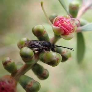 Lipotriches sp. (genus) at Murrumbateman, NSW - 6 Feb 2022