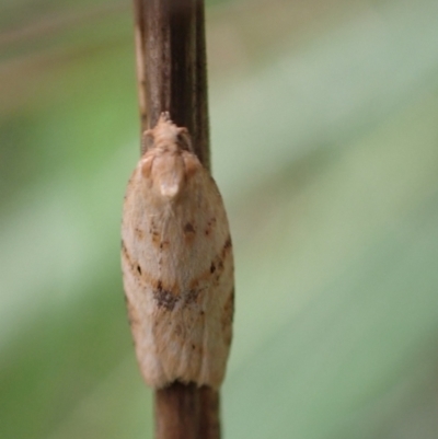 Merophyas divulsana (Lucerne Leafroller (Tortricinae, Archipini) at Murrumbateman, NSW - 30 Jan 2022 by SimoneC