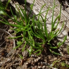 Isolepis (genus) (Club-rush) at Molonglo Valley, ACT - 19 Sep 2020 by JanetRussell