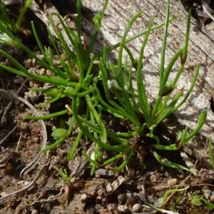 Isolepis sp. at Molonglo Valley, ACT - 19 Sep 2020