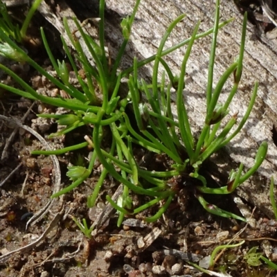 Isolepis (genus) (Club-rush) at Molonglo Valley, ACT - 19 Sep 2020 by JanetRussell