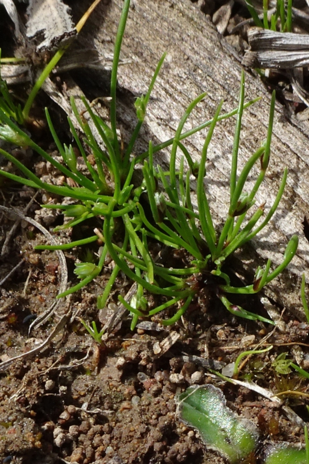 Isolepis sp. at Molonglo Valley, ACT - 19 Sep 2020