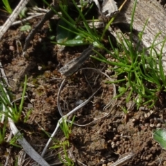 Isolepis sp. at Molonglo Valley, ACT - 19 Sep 2020