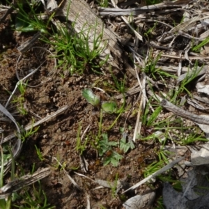 Isolepis sp. at Molonglo Valley, ACT - 19 Sep 2020