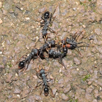Myrmecia tarsata (Bull ant or Bulldog ant) at Paddys River, ACT - 1 Feb 2022 by TimL