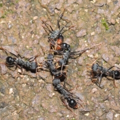 Myrmecia tarsata at Paddys River, ACT - 1 Feb 2022 11:43 AM