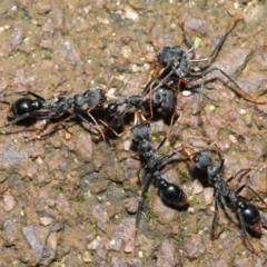 Myrmecia tarsata at Paddys River, ACT - 1 Feb 2022 11:43 AM