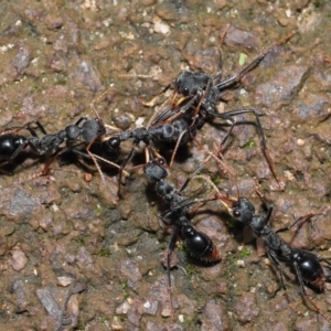 Myrmecia tarsata at Paddys River, ACT - 1 Feb 2022 11:43 AM