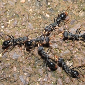 Myrmecia tarsata at Paddys River, ACT - 1 Feb 2022 11:43 AM