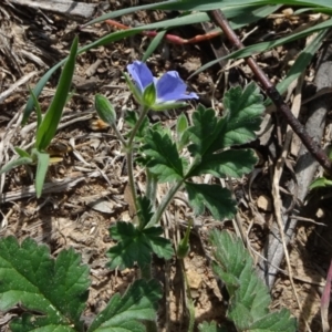 Erodium crinitum at Molonglo Valley, ACT - 19 Sep 2020