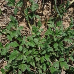 Erodium crinitum at Molonglo Valley, ACT - 19 Sep 2020