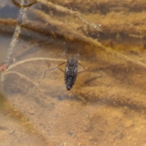 Notonectidae (family) at Yass River, NSW - 7 Feb 2022 04:55 PM