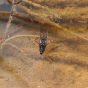Notonectidae (family) at Yass River, NSW - 7 Feb 2022