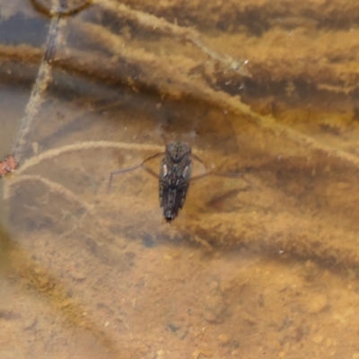 Notonectidae (family) (Backswimmer) at Yass River, NSW - 7 Feb 2022 by SenexRugosus