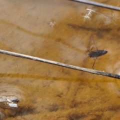 Notonectidae (family) at Yass River, NSW - 7 Feb 2022