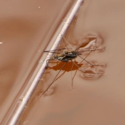 Tenagogerris euphrosyne (Water Strider) at Yass River, NSW - 7 Feb 2022 by SenexRugosus