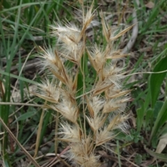 Rytidosperma sp. (Wallaby Grass) at Molonglo Valley, ACT - 19 Sep 2020 by JanetRussell