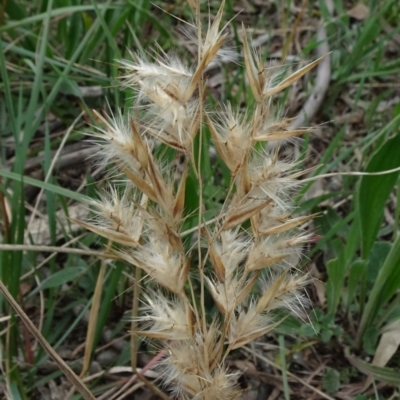 Rytidosperma (genus) (Wallaby Grass) at Molonglo Valley, ACT - 19 Sep 2020 by JanetRussell