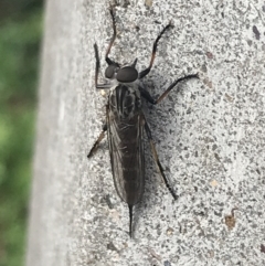 Cerdistus sp. (genus) (Slender Robber Fly) at Garran, ACT - 7 Feb 2022 by Tapirlord
