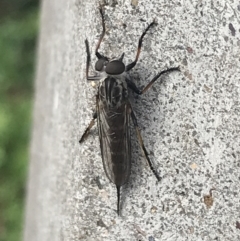 Cerdistus sp. (genus) (Yellow Slender Robber Fly) at Garran, ACT - 6 Feb 2022 by Tapirlord