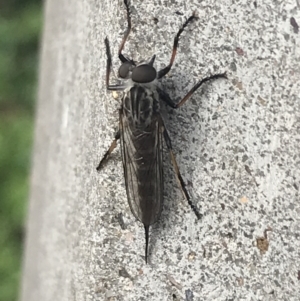 Cerdistus sp. (genus) at Garran, ACT - 7 Feb 2022 09:01 AM