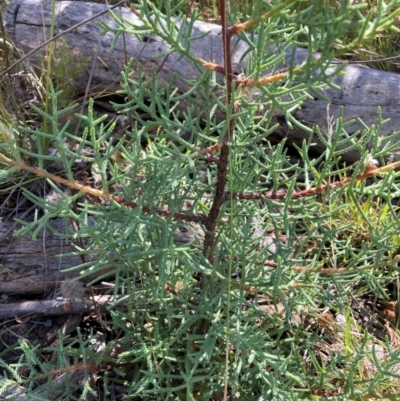 Cupressus arizonica (Arizona Cypress) at Mount Majura - 7 Feb 2022 by waltraud